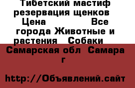 Тибетский мастиф резервация щенков › Цена ­ 100 000 - Все города Животные и растения » Собаки   . Самарская обл.,Самара г.
